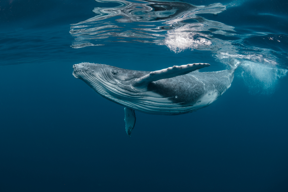baleine