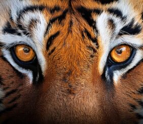 animaux-jungle-fouttures-chaleur