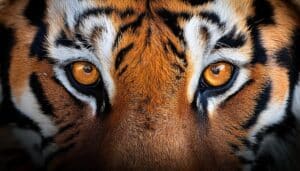 animaux-jungle-fouttures-chaleur