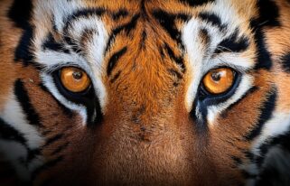 animaux-jungle-fouttures-chaleur