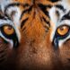 animaux-jungle-fouttures-chaleur