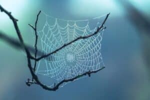araignee-toile-soie