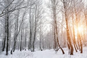 arbres-feuilles-hiver-photosynthese