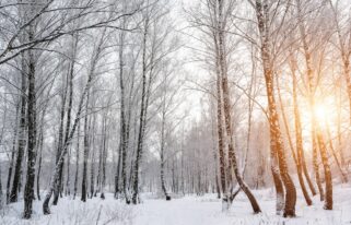 arbres-feuilles-hiver-photosynthese