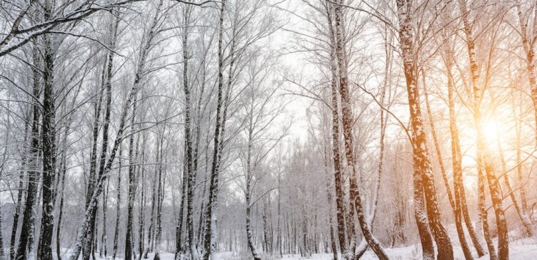 arbres-feuilles-hiver-photosynthese