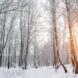 arbres-feuilles-hiver-photosynthese
