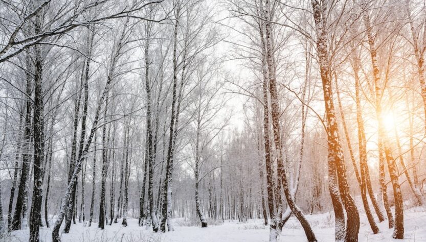 arbres-feuilles-hiver-photosynthese