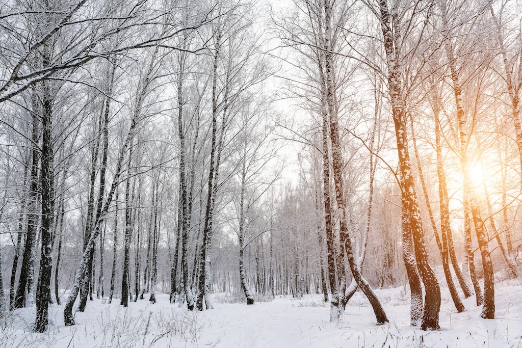 arbres-feuilles-hiver-photosynthese